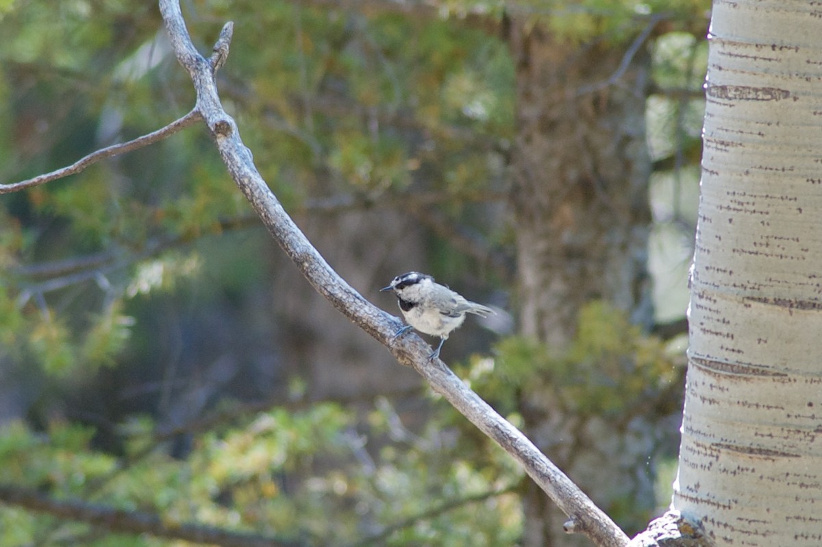 Mountain Chickadee - Holly Minor