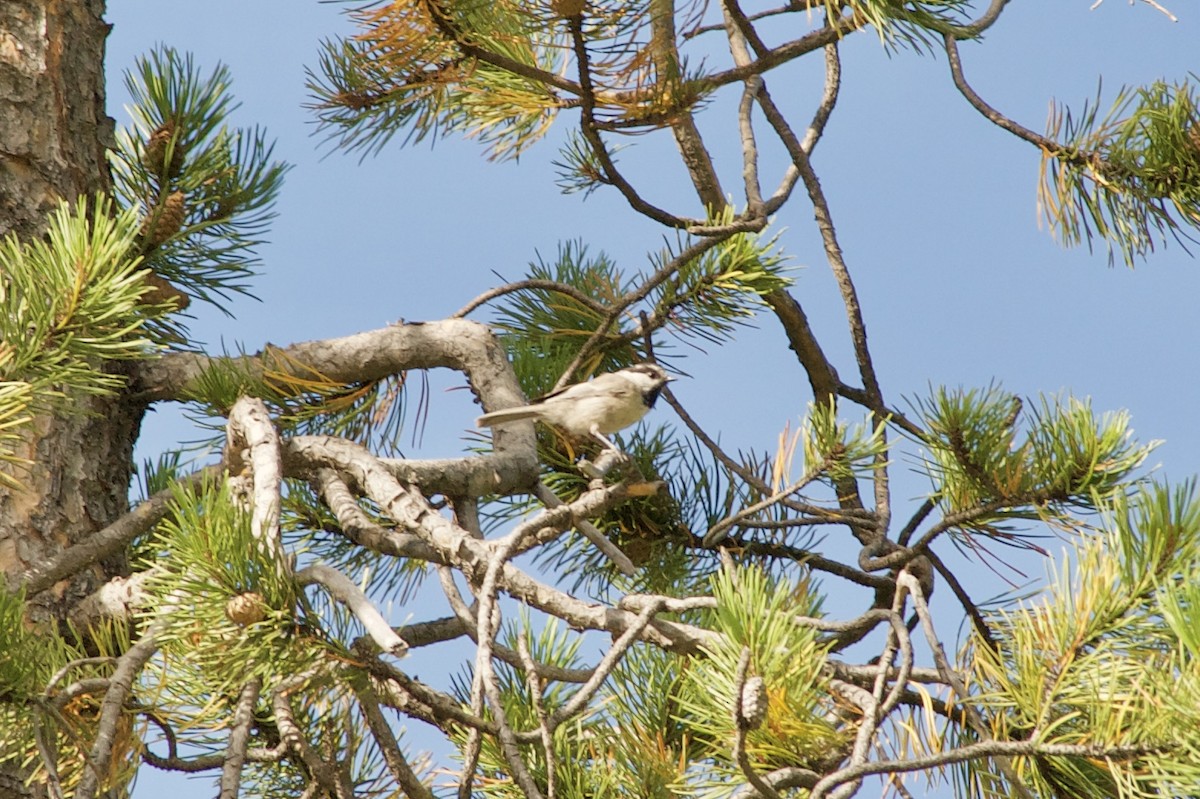 Mountain Chickadee - Holly Minor