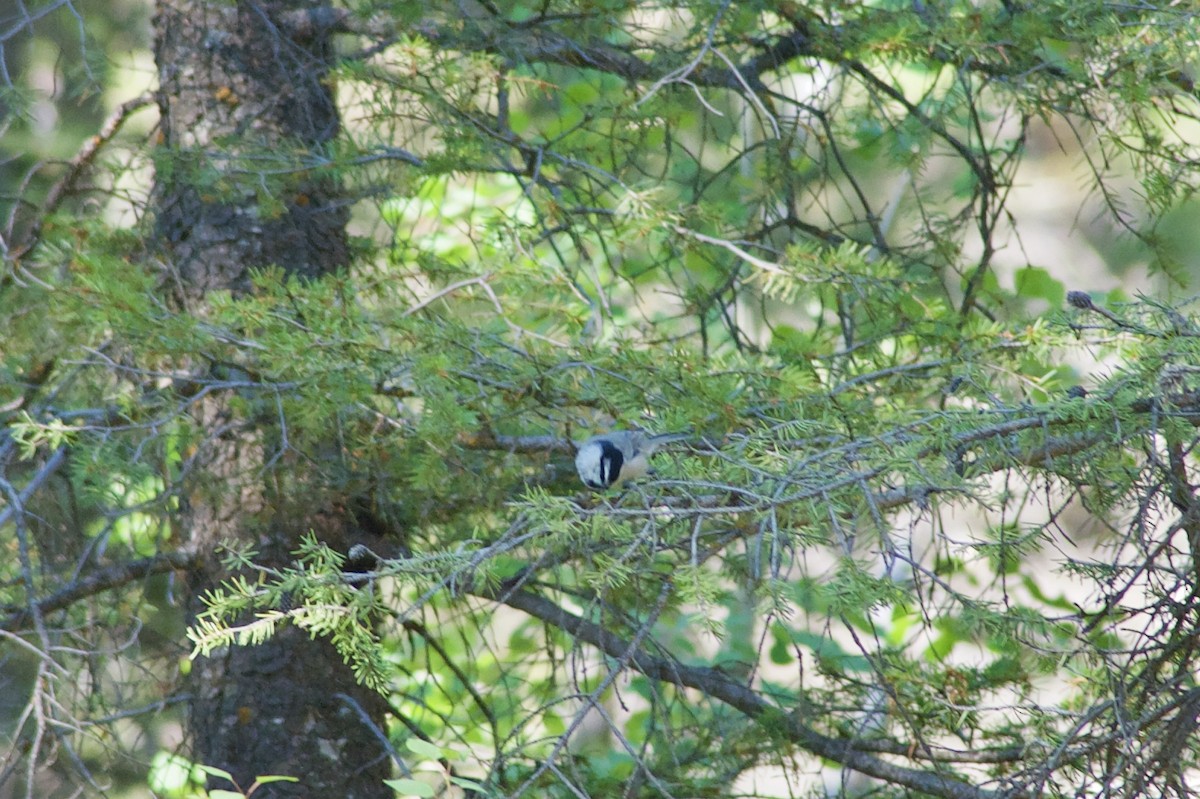 Mountain Chickadee - ML263492751