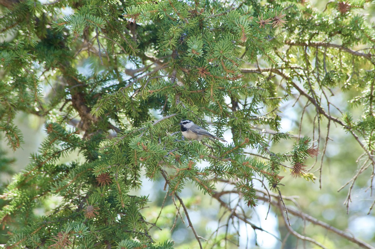 Mountain Chickadee - Holly Minor