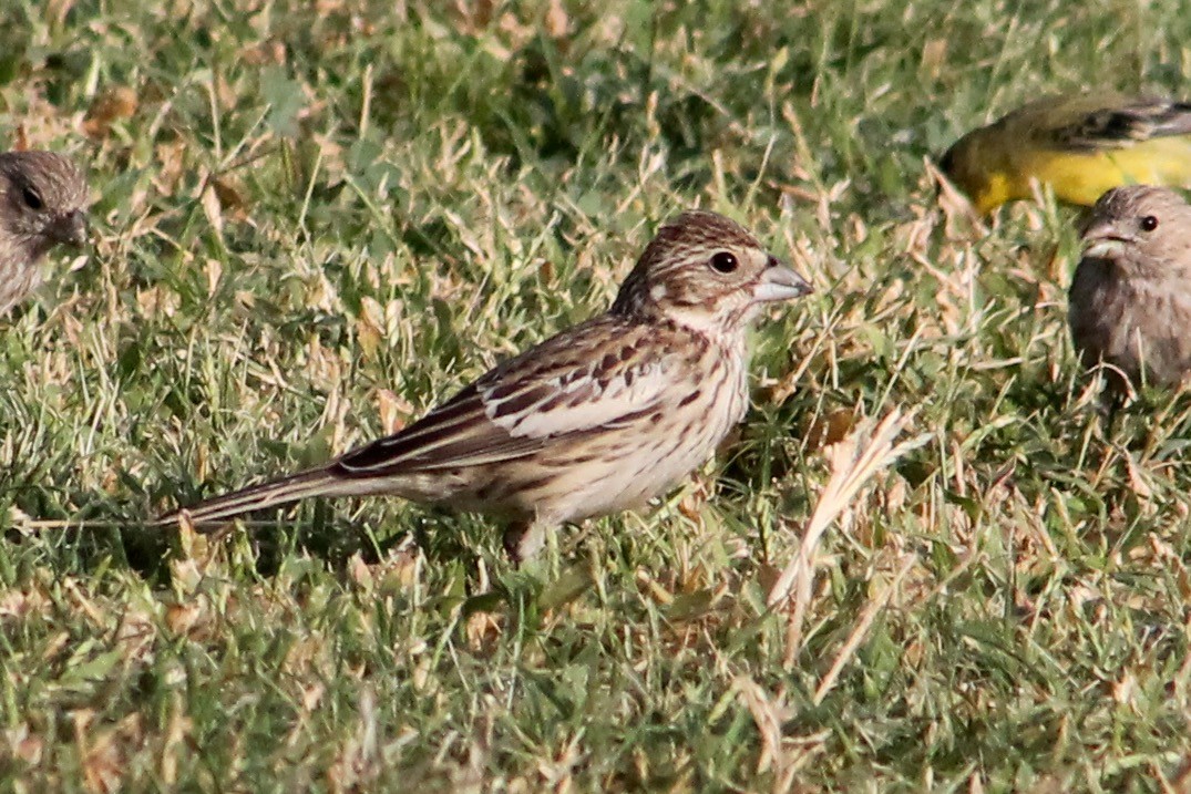 Lark Bunting - Holly Kleindienst