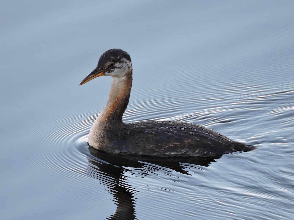Red-necked Grebe - Aaron Roberge