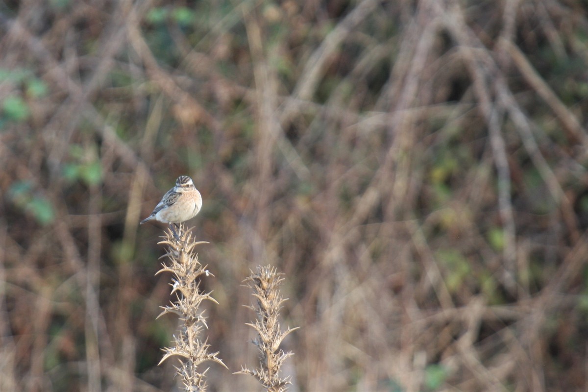 Whinchat - ML263496401
