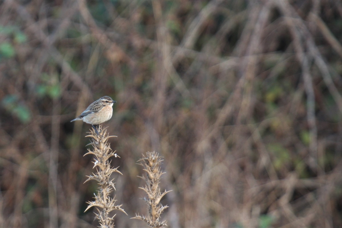 Whinchat - ML263496431
