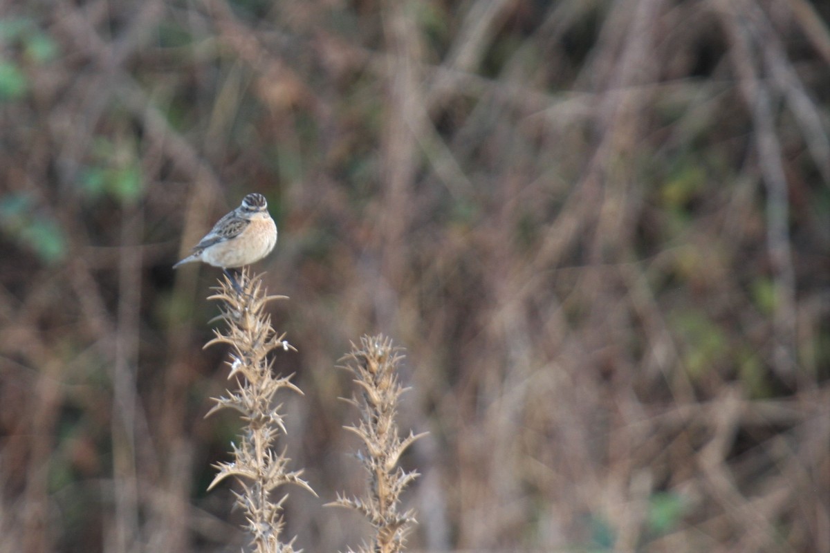 Whinchat - ML263496511