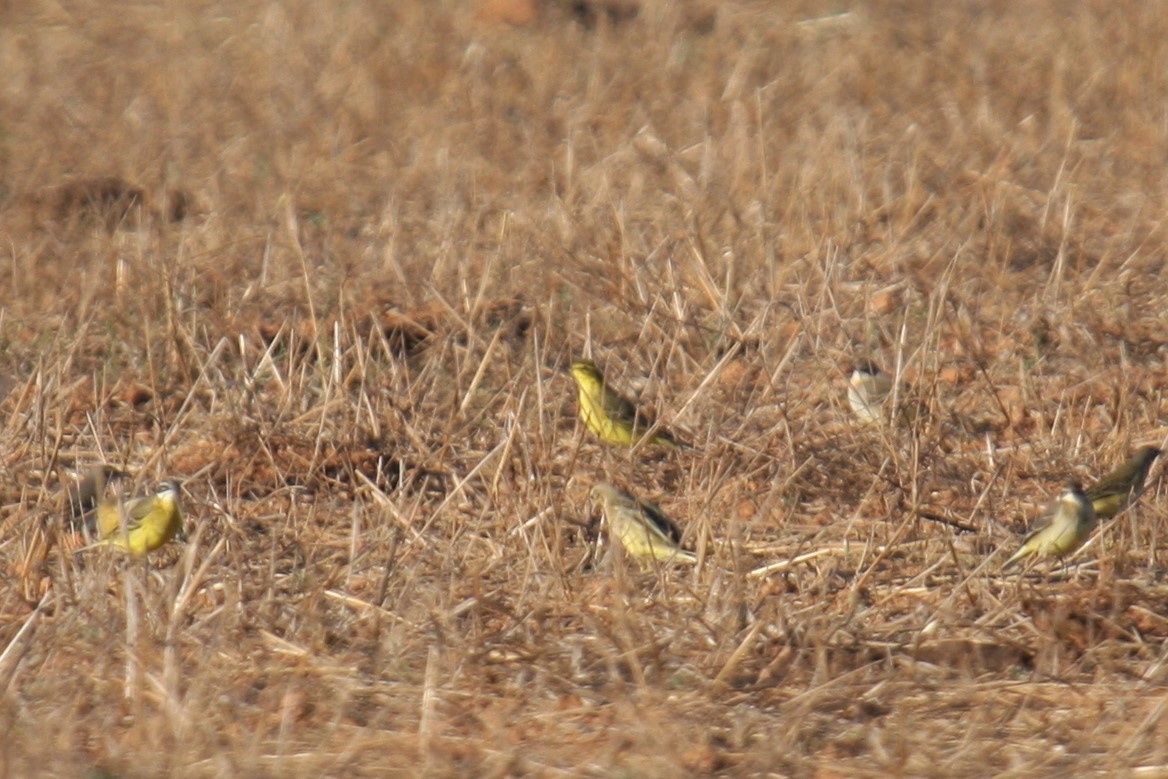 Western Yellow Wagtail (flavissima/lutea) - ML263496621