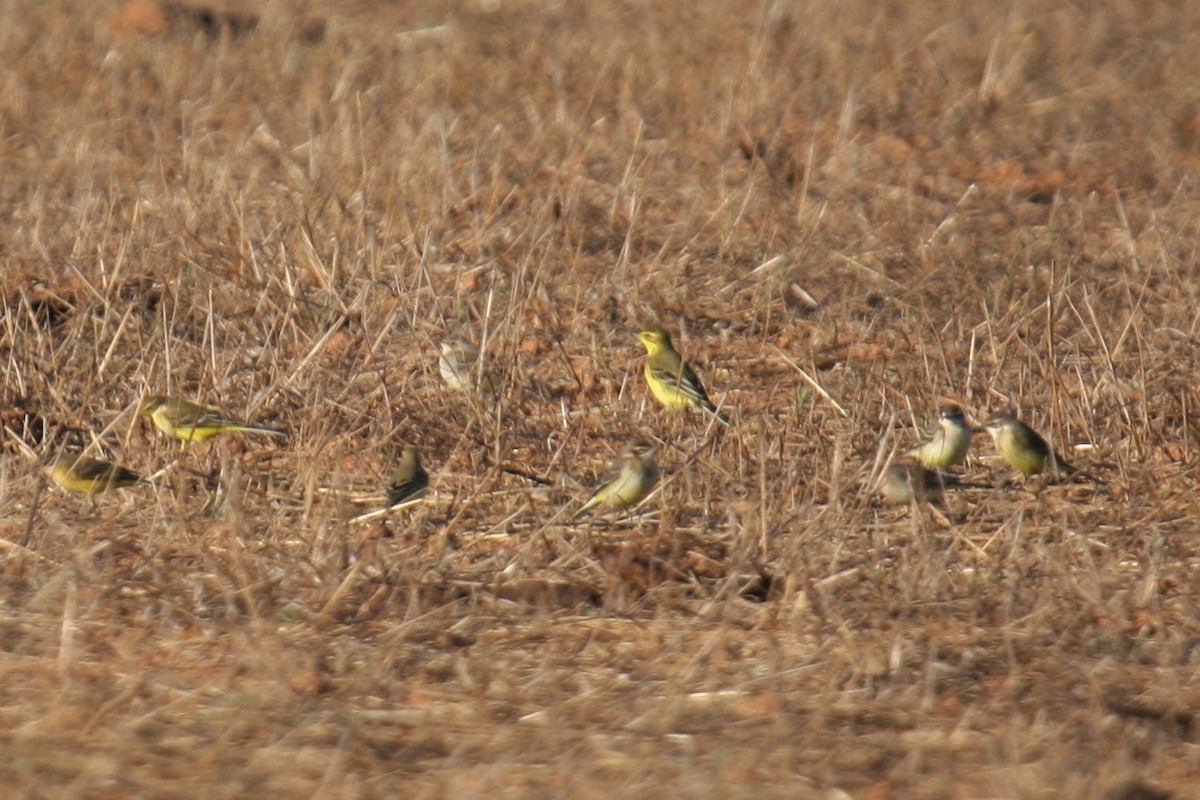 Western Yellow Wagtail (flavissima/lutea) - ML263496641