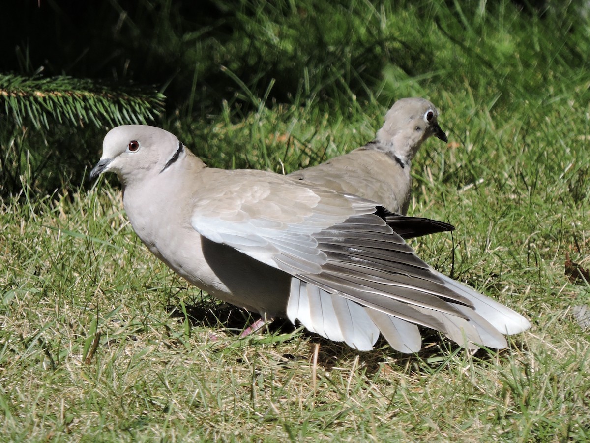 Eurasian Collared-Dove - ML263496831