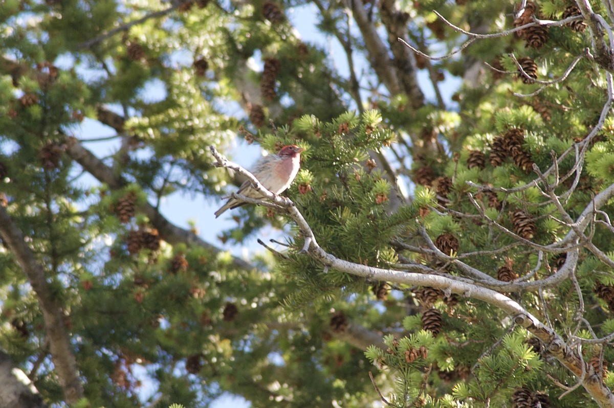 Cassin's Finch - Holly Minor