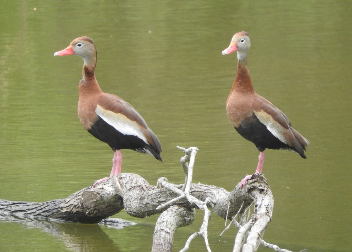 Black-bellied Whistling-Duck - Kurt Wahl