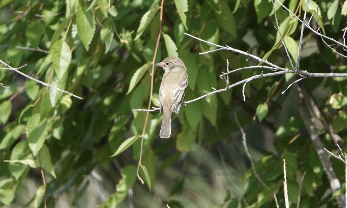 Least Flycatcher - Jacob Crissup