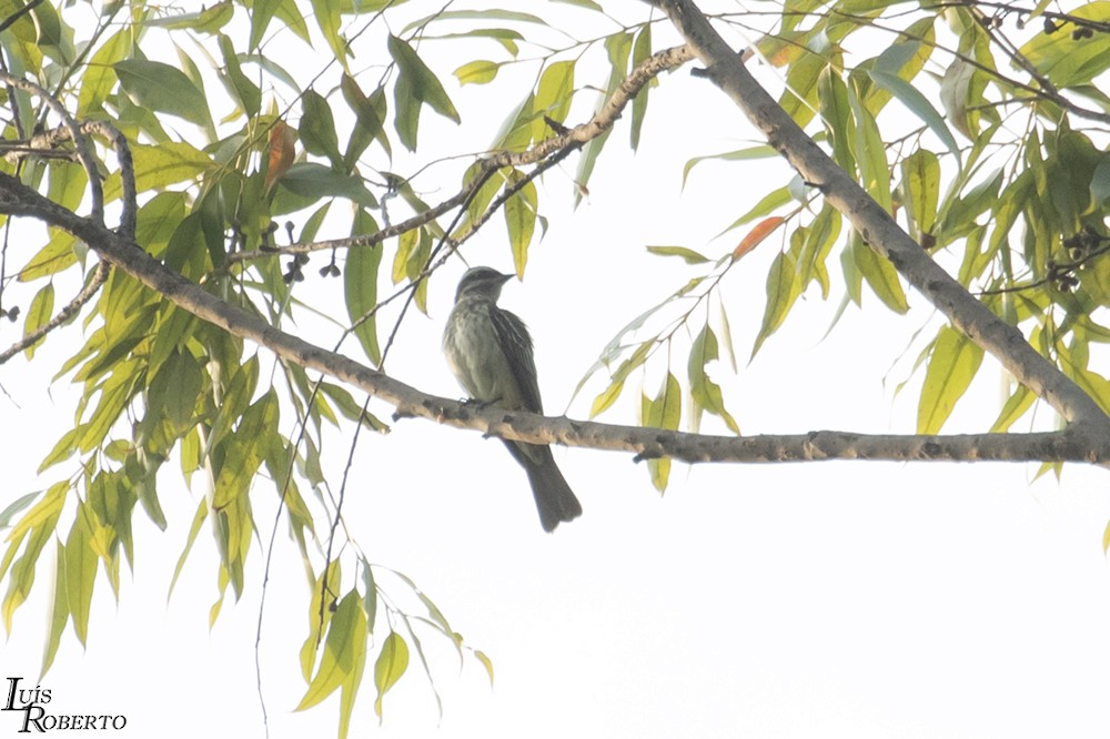 Variegated Flycatcher - ML263500141