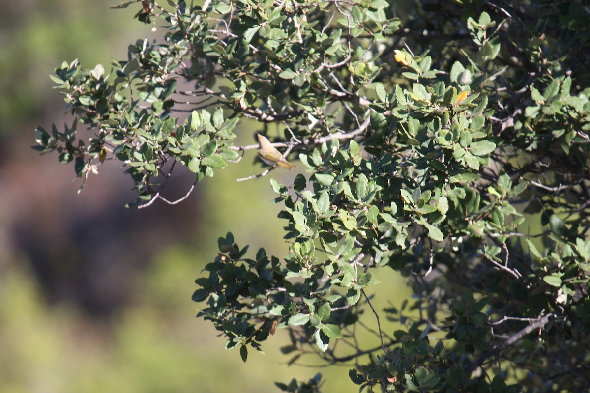 Western Bonelli's Warbler - ML263501261