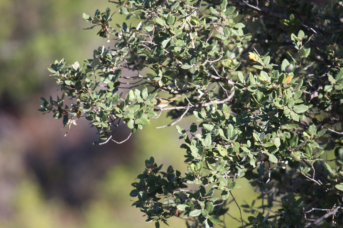 Western Bonelli's Warbler - ML263501391