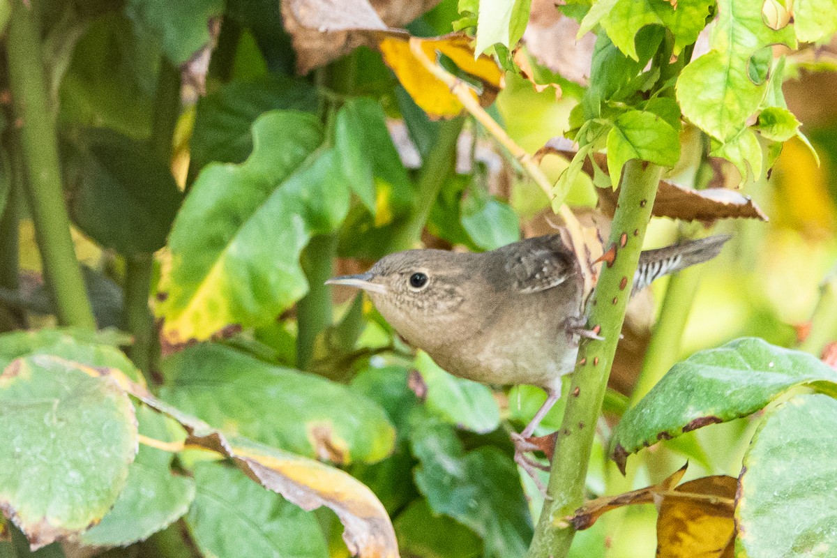 House Wren - ML263501511