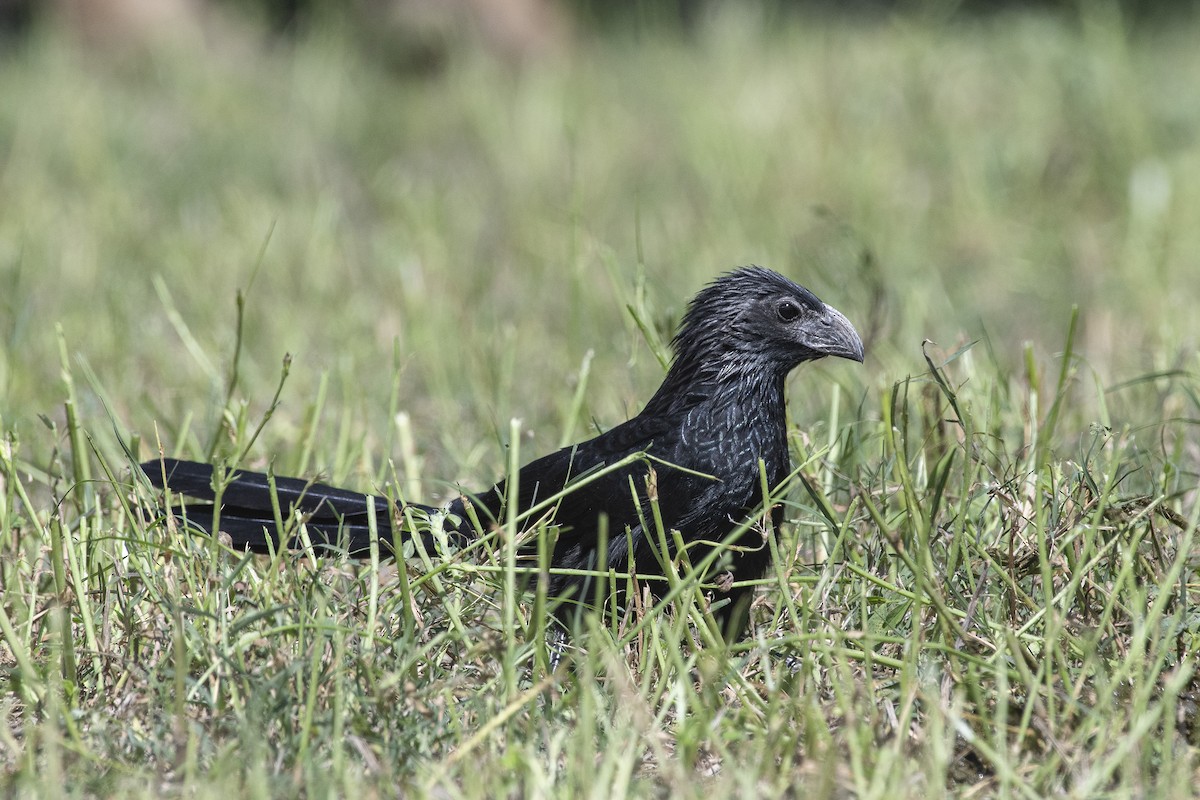 Groove-billed Ani - VERONICA ARAYA GARCIA