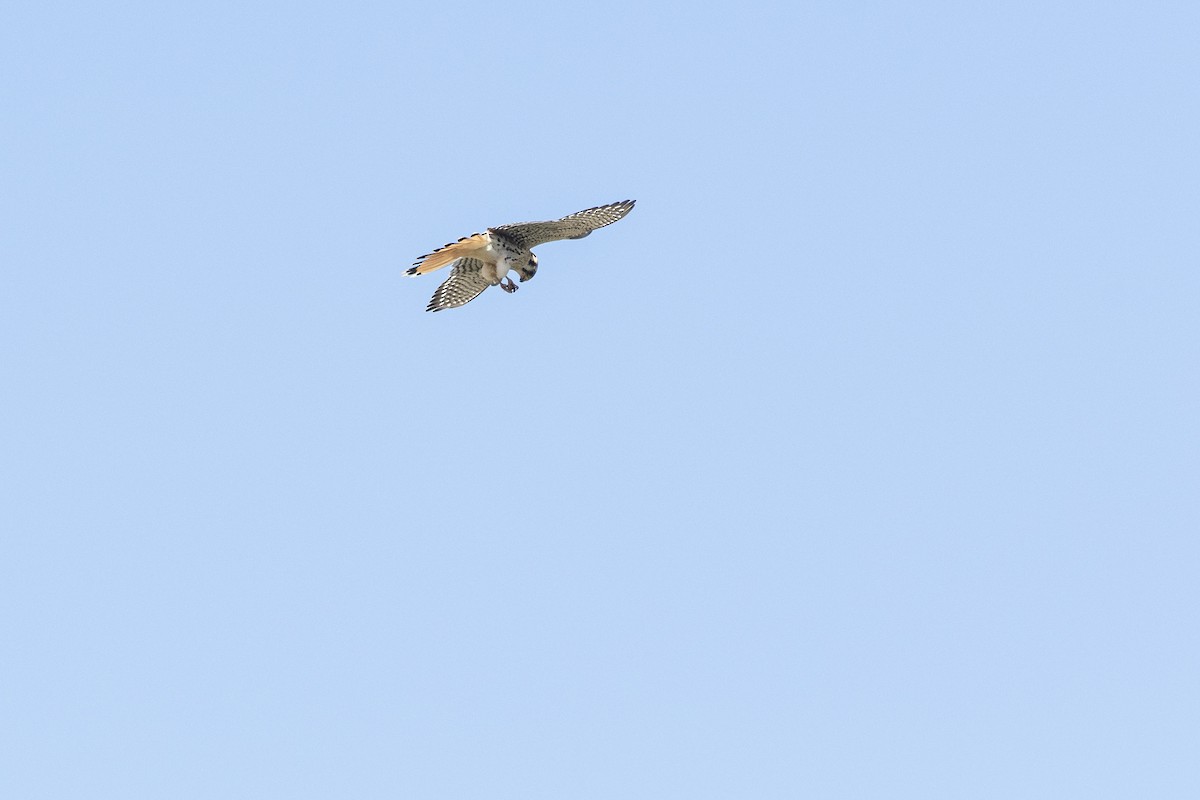 American Kestrel - VERONICA ARAYA GARCIA