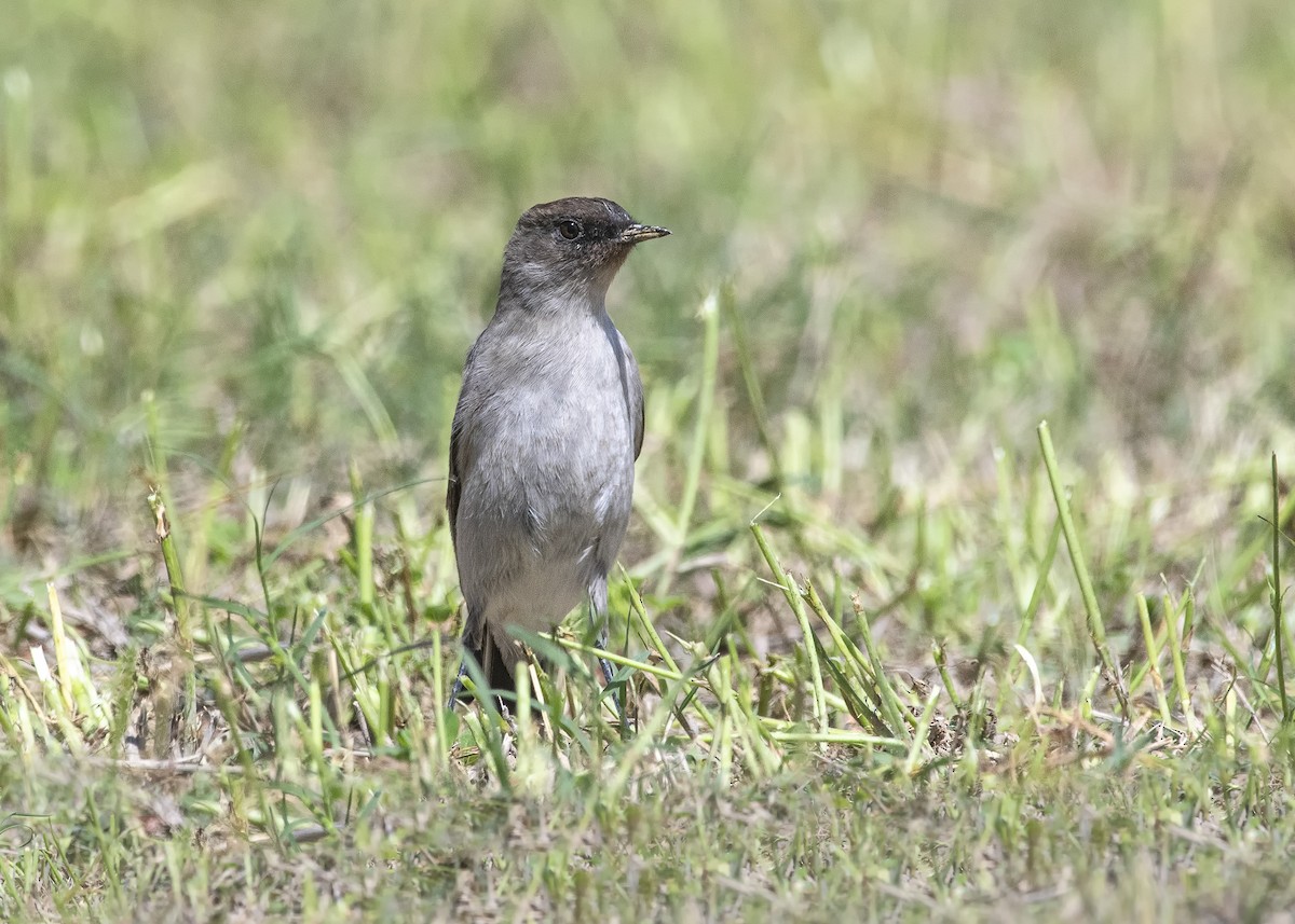 Dark-faced Ground-Tyrant - VERONICA ARAYA GARCIA