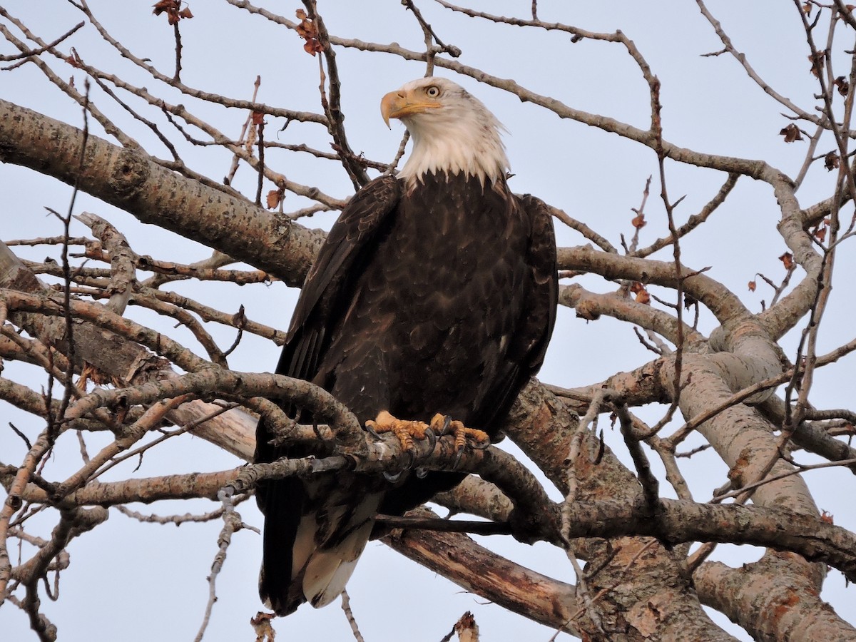 Bald Eagle - ML263502361