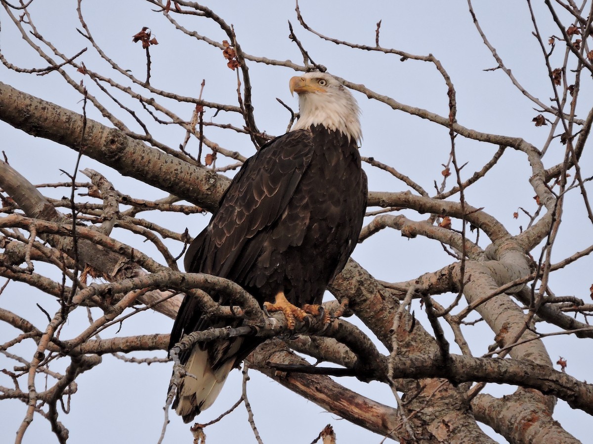 Bald Eagle - ML263502371