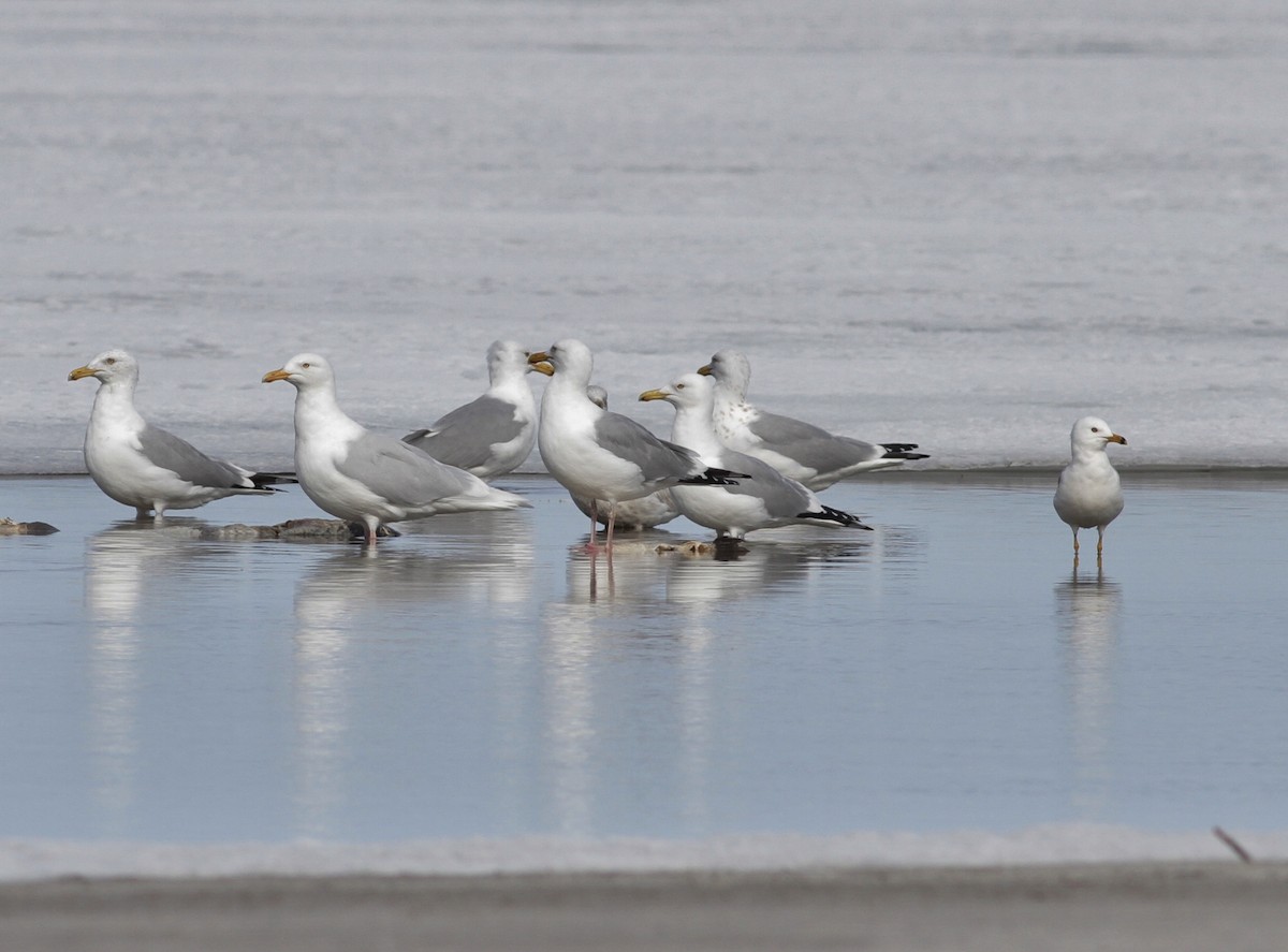 Glaucous Gull - ML26350251