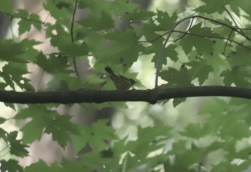 Black-throated Blue Warbler - ML263502571