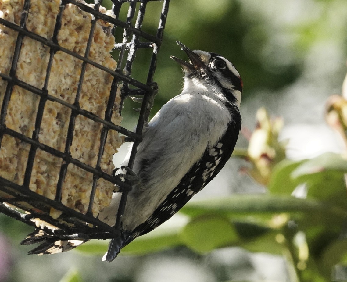 Downy Woodpecker (Eastern) - Amy Swarr