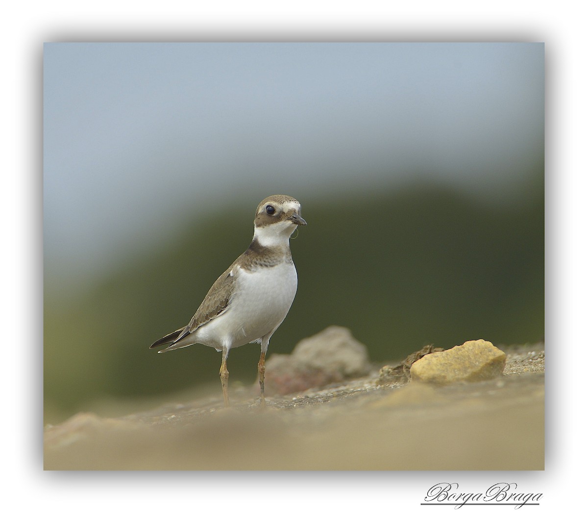 Common Ringed Plover - Rui  Santos