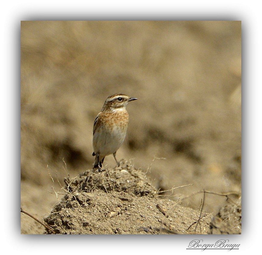 Whinchat - ML263506091