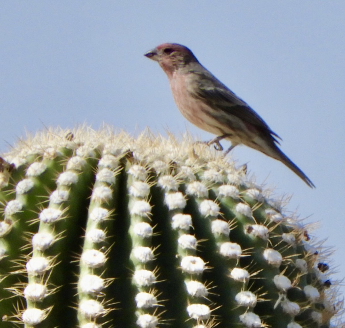 House Finch - ML263510171