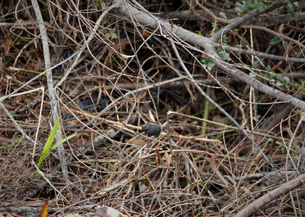 Magellanic Tapaculo - ML263512431