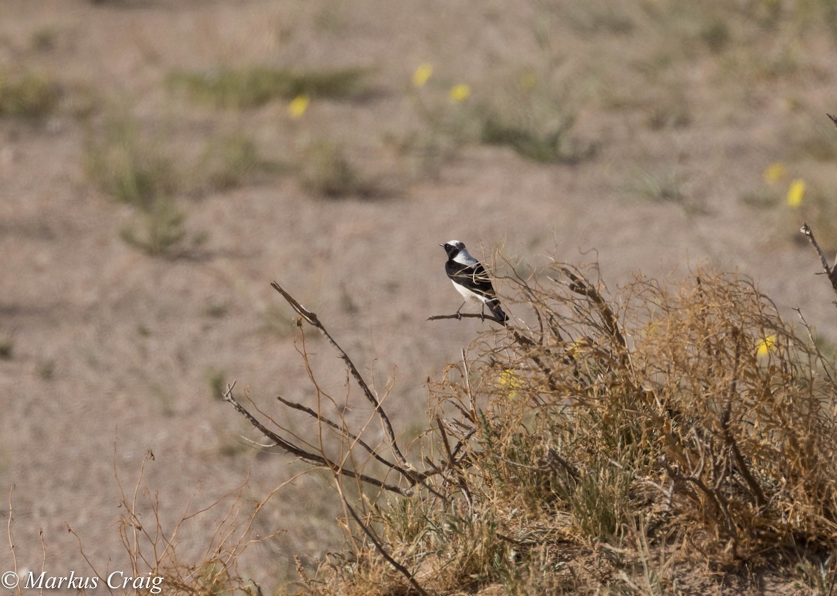 Finsch's Wheatear - ML26351781