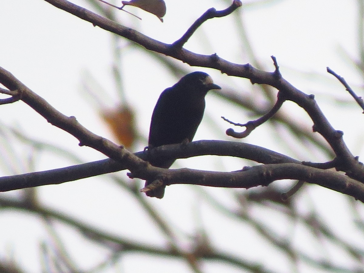 White-fronted Tit - ML26351901