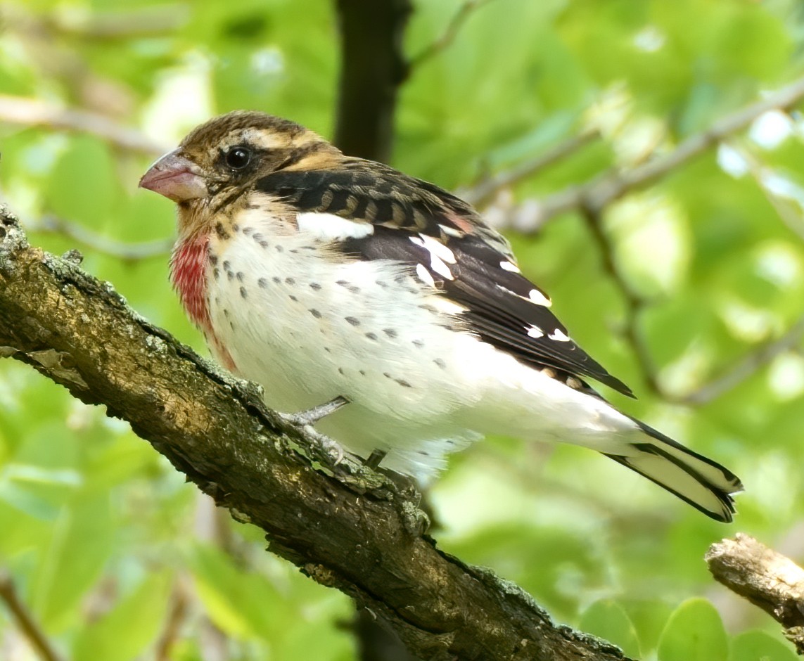 Rose-breasted Grosbeak - ML263519401