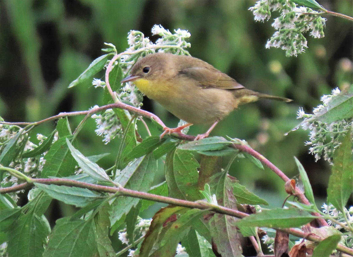 Common Yellowthroat - ML263523301