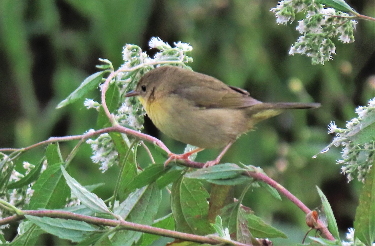 Common Yellowthroat - ML263523351