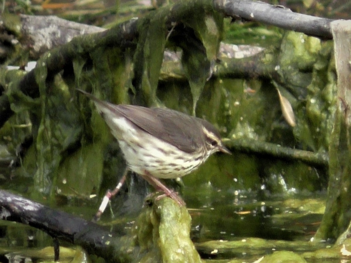 Northern Waterthrush - ML263523461