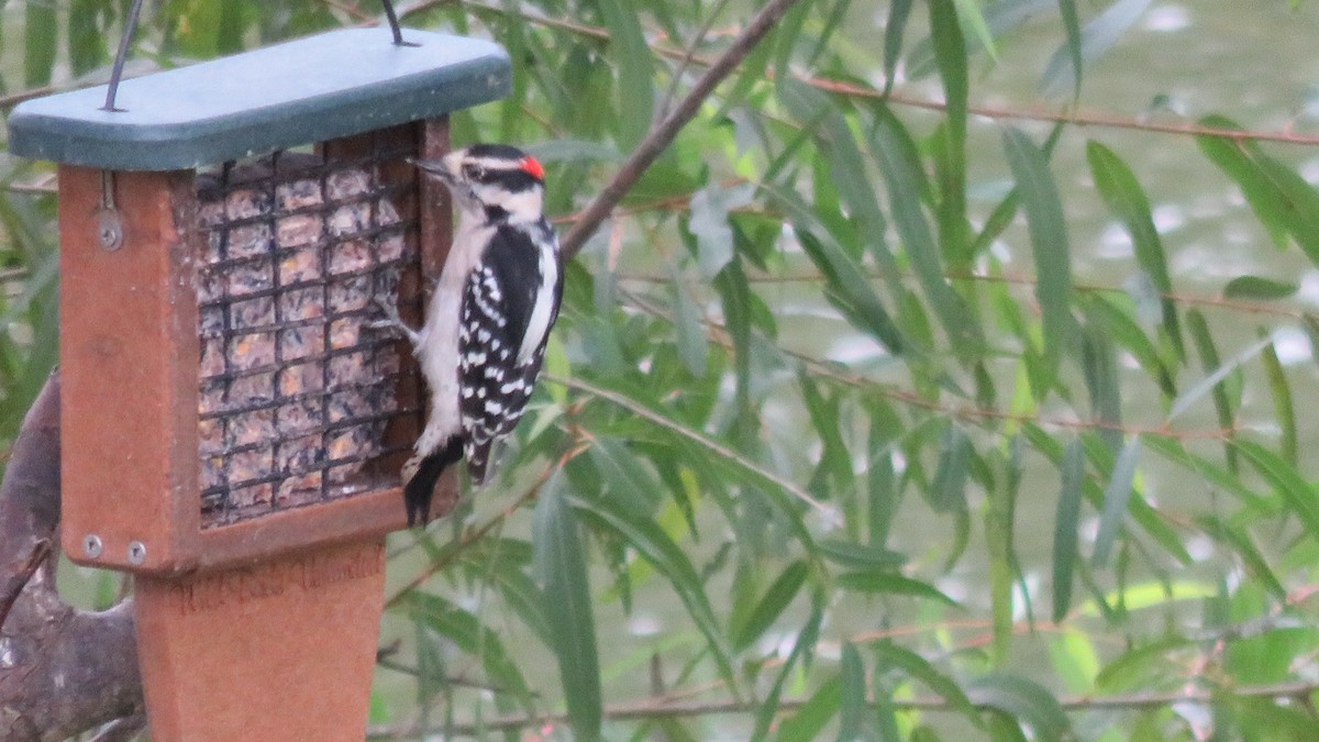 Downy Woodpecker - ML263523641