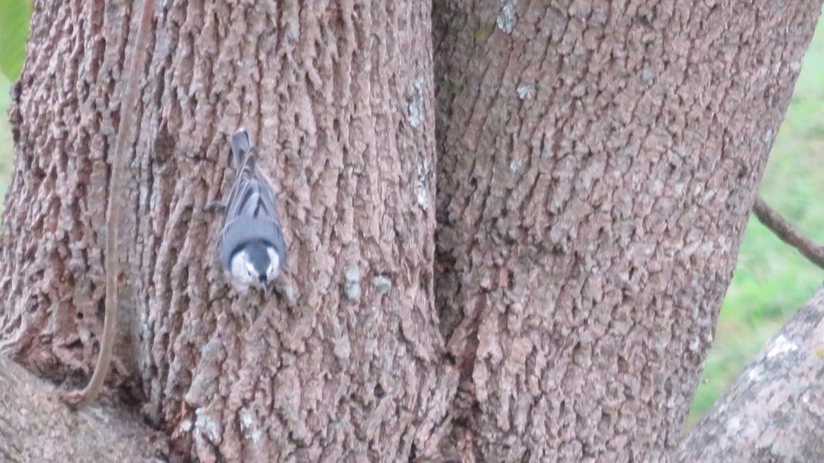 White-breasted Nuthatch - Fran Loyd