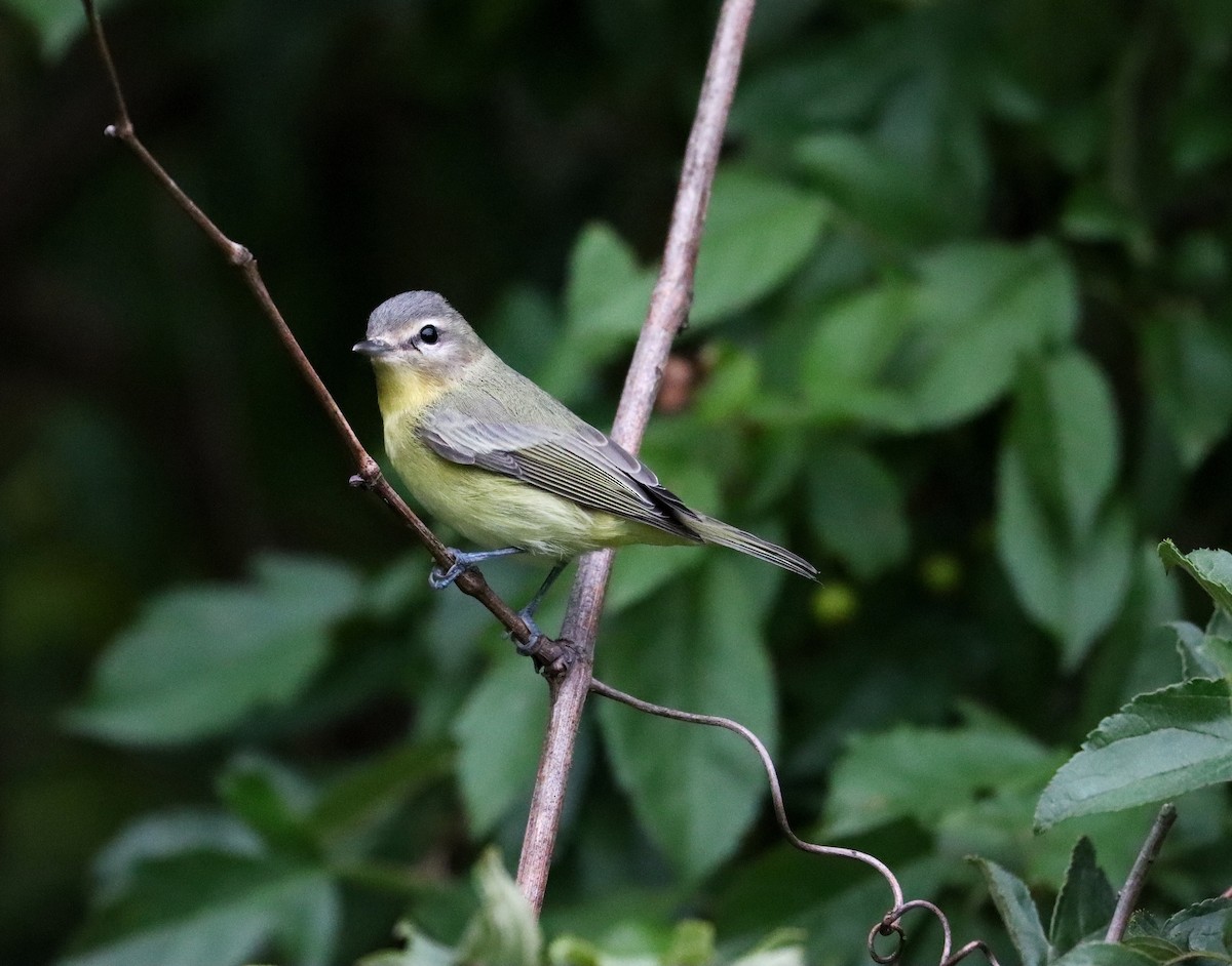 Philadelphia Vireo - ML263525451