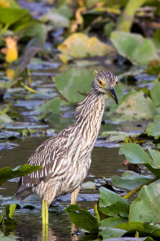 Black-crowned Night Heron - Viktor Moroz