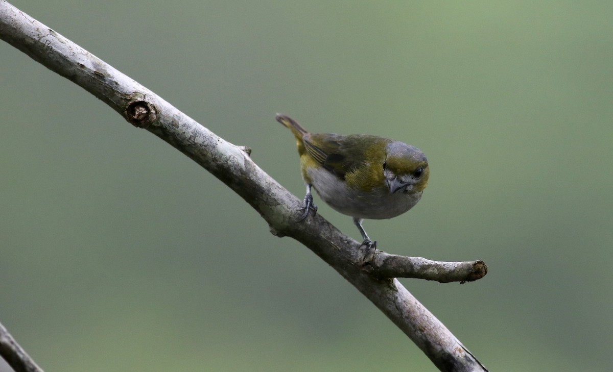 Golden-bellied Euphonia - Jay McGowan