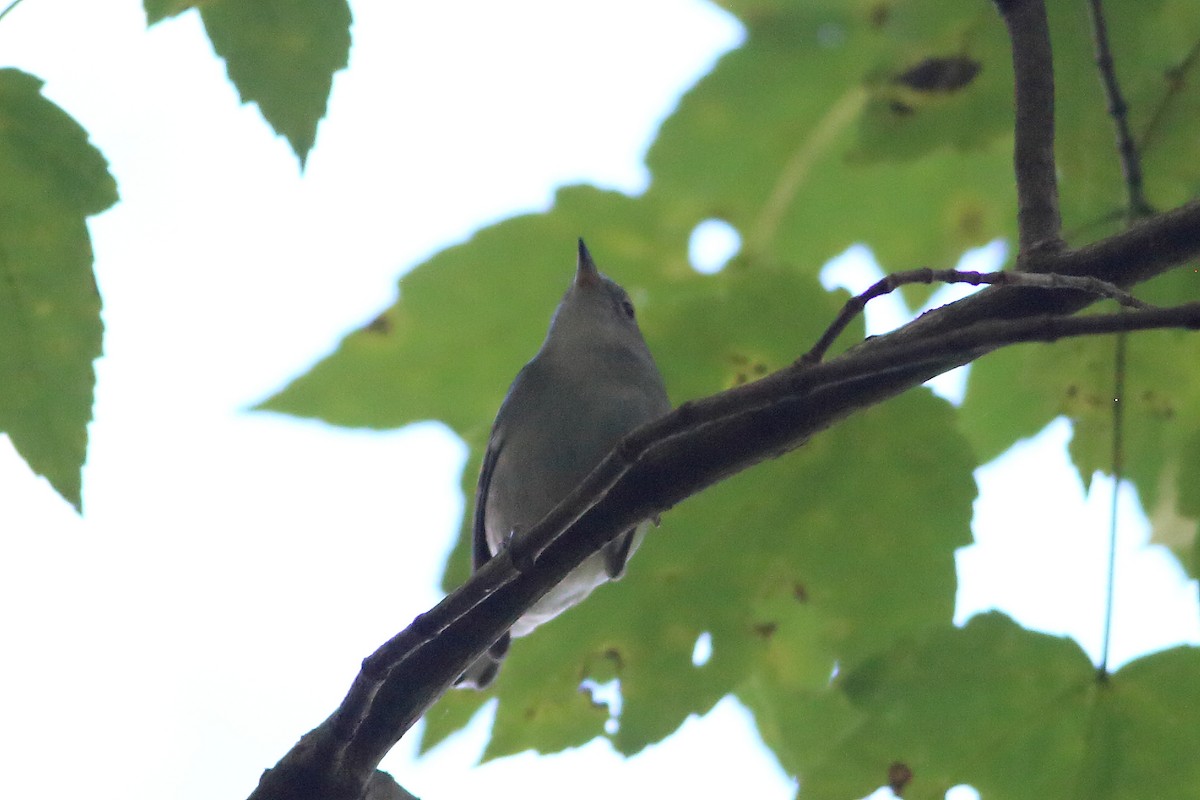 Chestnut-sided Warbler - ML263528471