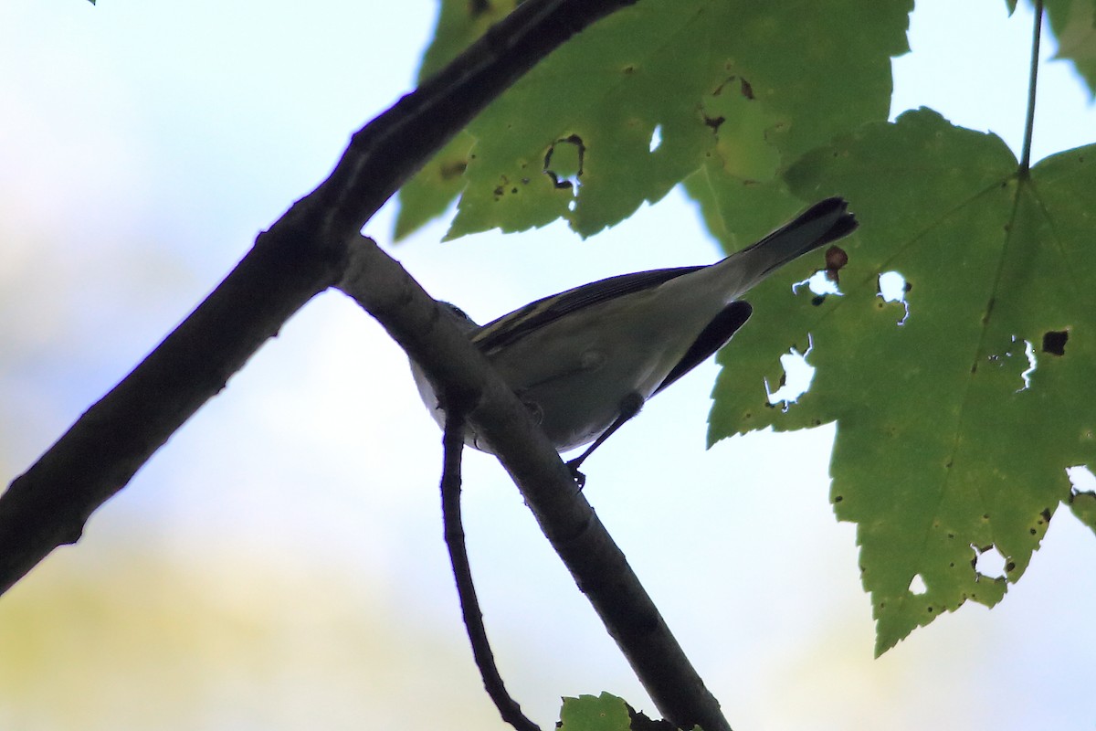 Chestnut-sided Warbler - ML263528491