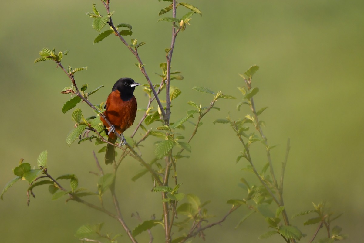 Orchard Oriole - ML263529691