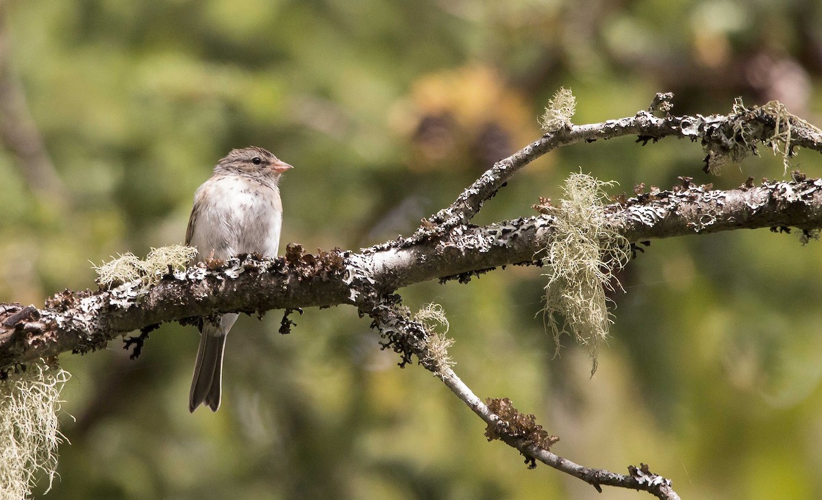 Chipping Sparrow - ML263530761
