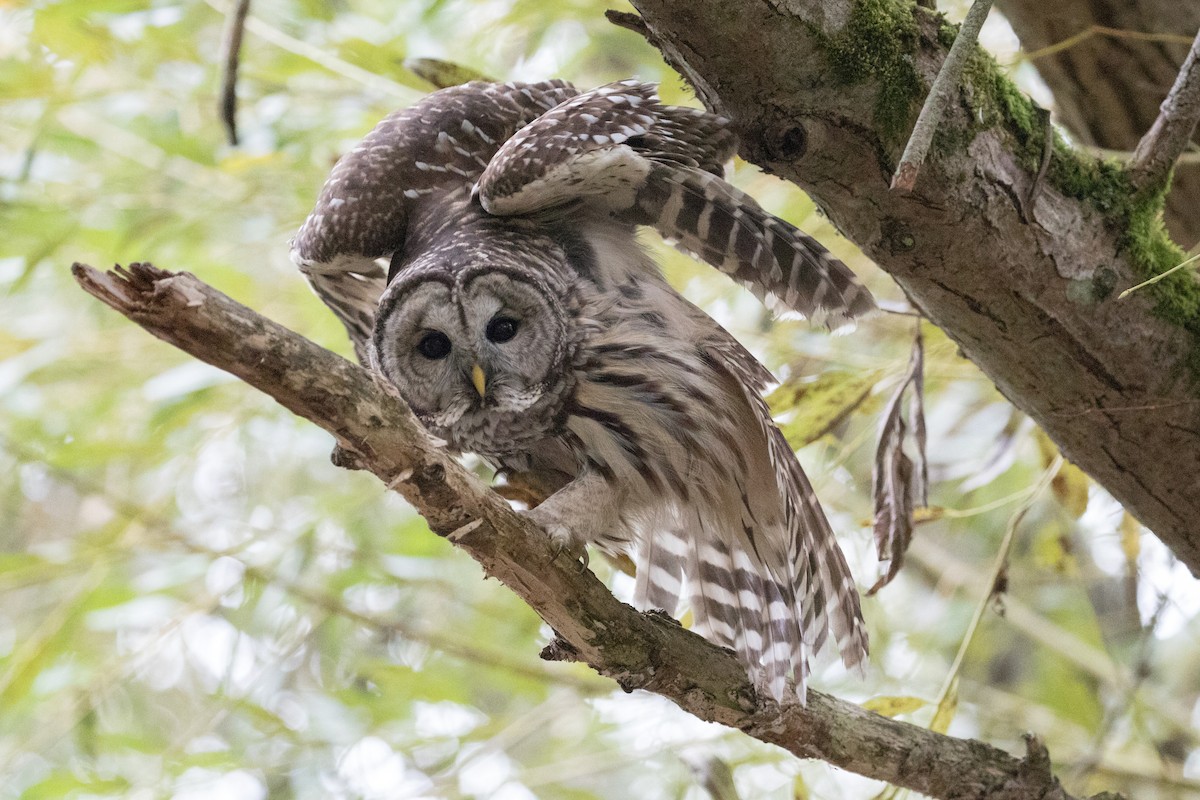 Barred Owl - ML263532781