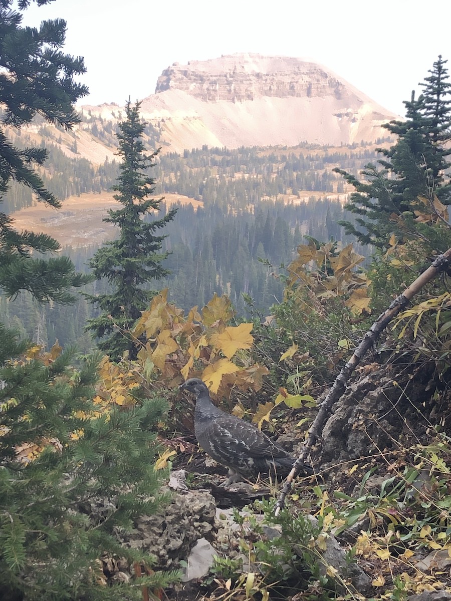 Douglasiengebirgshuhn - ML263537531