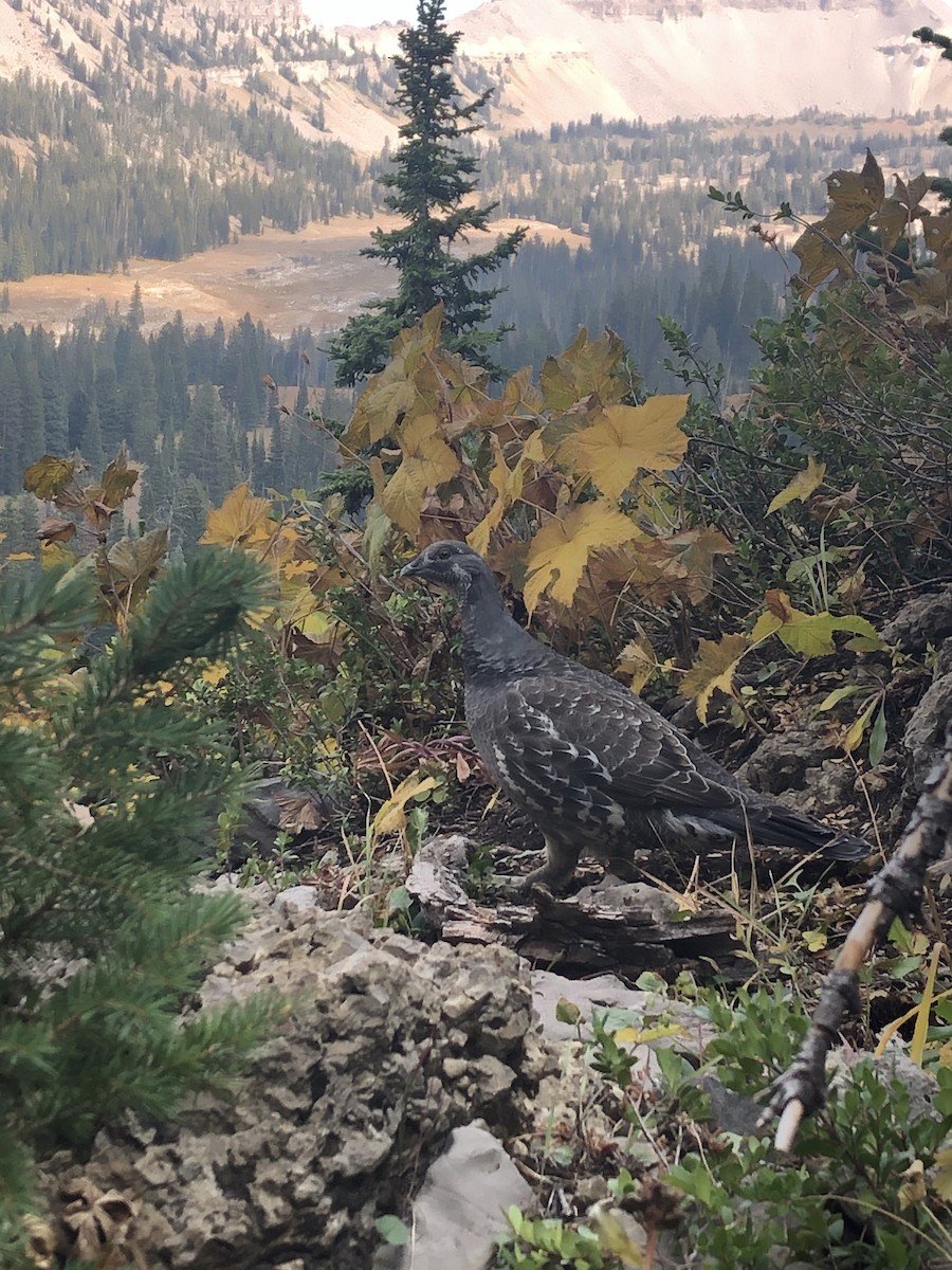 Douglasiengebirgshuhn - ML263537571