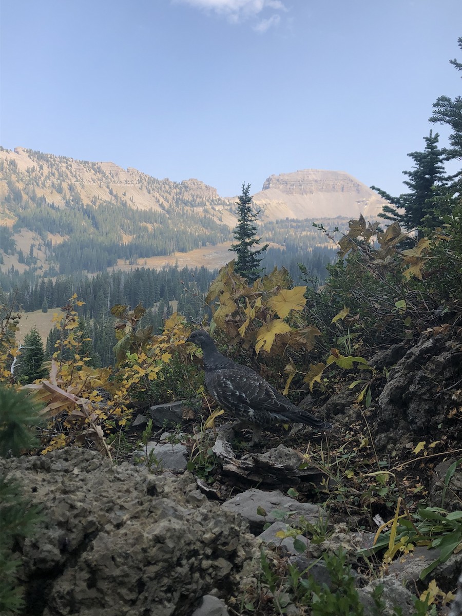 Douglasiengebirgshuhn - ML263537621